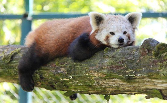 Zoo Linz